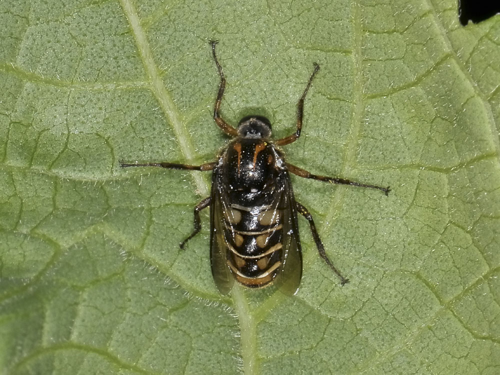 Acroceridae?